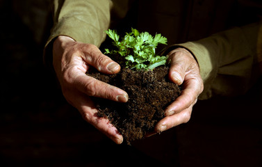Naklejka na ściany i meble Man keeps soil with plant, spring planting in garden 