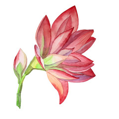 Watercolor hand-drawn pink flower blossom lily with petals and bud isolated on white background art creative object