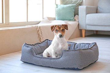 Cute dog in pet bed at home - Powered by Adobe