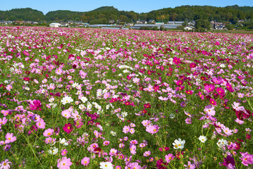 コスモス畑　生田目　益子町