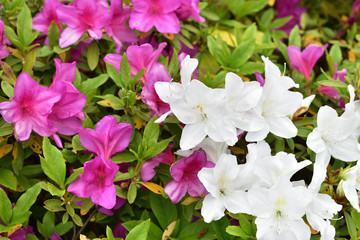 Image of White and red azalea flowers