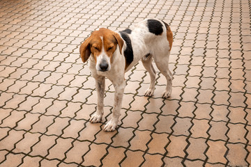 Dog. Homeless animal. Loneliness. Empty street. Shelter. Homeless dog.