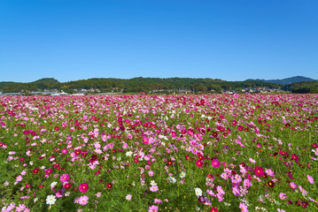 コスモス畑　生田目　益子町