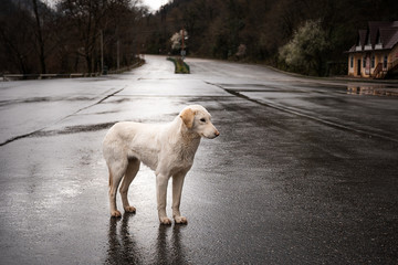 Obraz premium Dog. Homeless animal. Loneliness. Empty street. Shelter. Homeless dog.