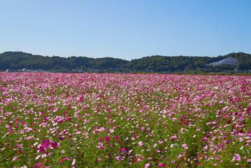 コスモス畑　生田目　益子町