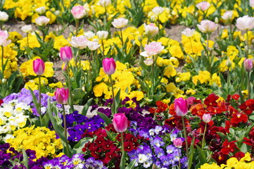 カラフルな春の花畑