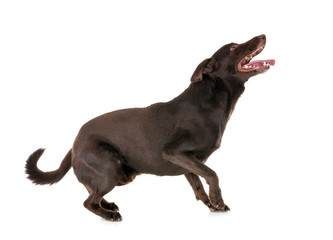 Obraz premium Australian Kelpie in studio