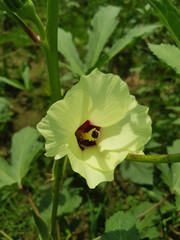 Ladies fingers flower