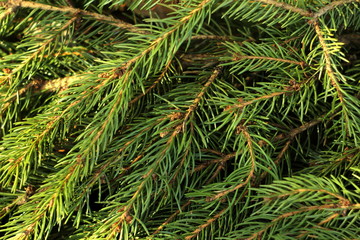 Branch of spruce with green needles close-up. Needles of a living natural tree lit by the sun.