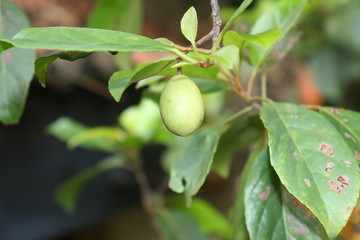 close up of a tree branch