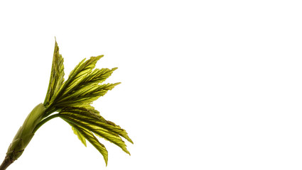 Leaves isolated on white background. Macro.