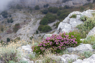 bush of small pink flowers among the rocks