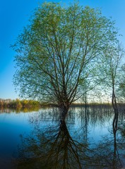 Fototapeta na wymiar a lone tree in the water on the Samara river near the city of Samara