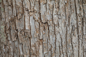 old tree with back as background 