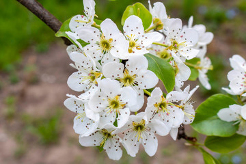 Blooming pear tree in spring. Close up. Selective focus.