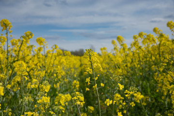 close up of rapeseed flower in the field