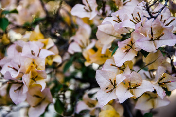 autumn leaves in the wind