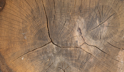 old trunk of tree as a background 
