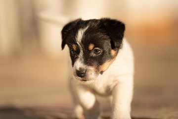 Doggy 6 weeks old. Young small Jack Russell Terrier puppy in the garden.