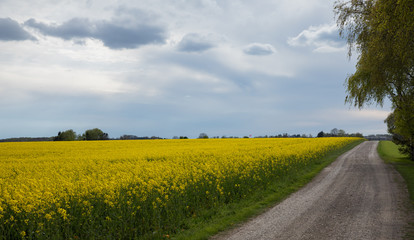 rapeseed field with a road panorama