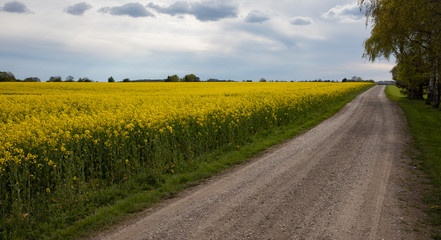 rapeseed field with a road panorama