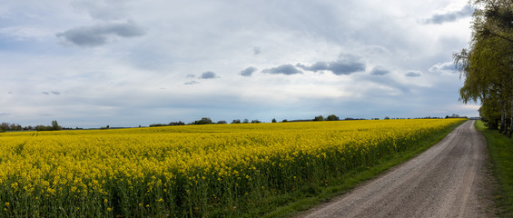 rapeseed field with a road 