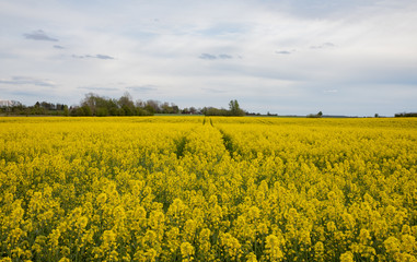 Obraz premium tracks going into the rapeseed field with crazy clouds