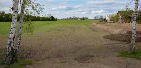 panorama of a new field with crops in Denmark