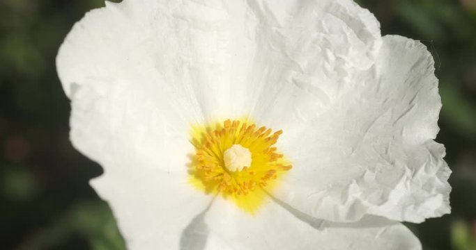 Macro with white cistus flowers in a Ligurian garden. Flowering with roses typical of the Mediterranean climate with crumpled petals.