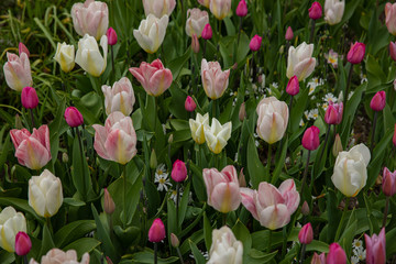 tulip field 