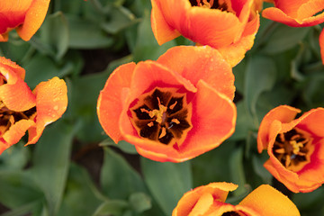 Tulip with green background