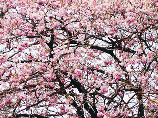 Pink flower tree flower branches with realistic pink. Spring summer flower in pink.