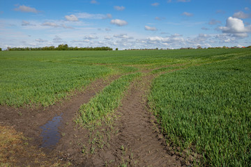 Fototapeta na wymiar Tracks into the field of crops with blue sky and clouds 
