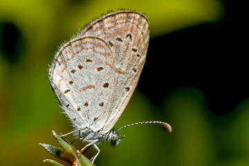 Macro photo of beautiful small butterfly brown and white color on the green tree branch with green nature background.