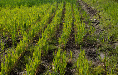 crops growing in the field nice lines