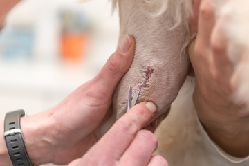 Animal here dog at the veterinarian at the follow-up check. Medical thread on the wound on the leg...