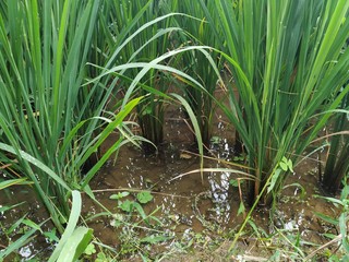 green paddy field in half growth 