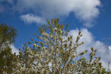 tree blooming in the spring