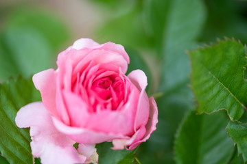 pink rose in garden