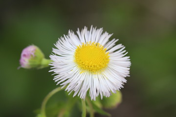 Obraz premium ハルジオンの美しい花