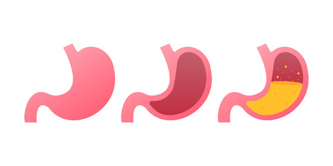 Stomach icon. Human internal organs symbol. Vector stock illustration.