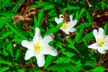 white first flowers in the forest. First flowers and brown leaves. Bee on a flower
