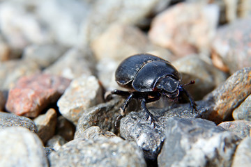 A dung beetle crawling over small grey stones in sunlight