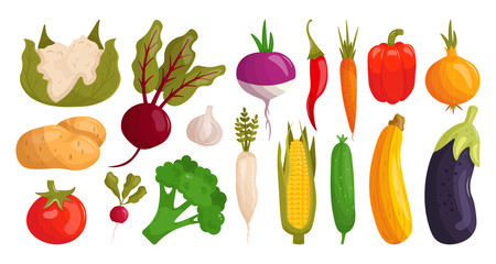 Set cartoon vegetables vector illustration isolated on white background. Radish, beetroot, potato, pepper, cucumber, tomato, eggplant, carrot, cauliflower, broccoli, corn, garlic, horseradish, onion.