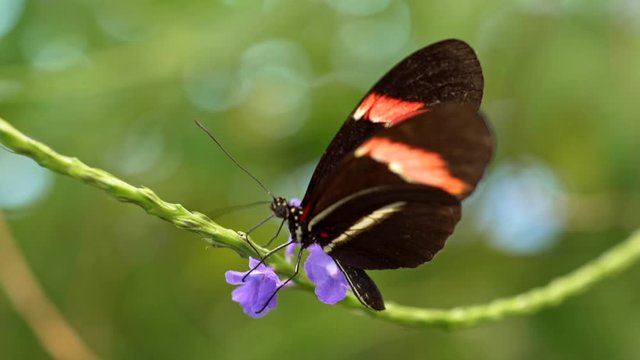 Tropical butterfly sitting on a flower sucking nectar and spreading its wings. Slow motion shot