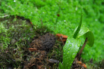 葉っぱの上の雨の雫