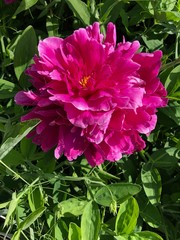 Red flower blooms in the green leaves.