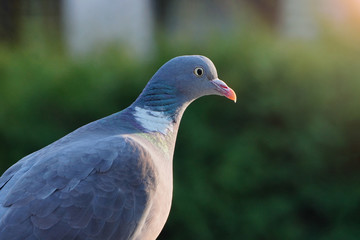 Columba palumbus large grey wild pigeon sits on a fence in the sunset rays. Wild birds in the city, nature and man. Ornithology