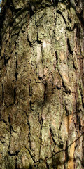 tree bark texture