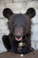Ussuri little teddy bear eats a juicy red apple and smiling.